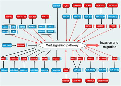 Unlocking the role of non-coding RNAs in prostate cancer progression: exploring the interplay with the Wnt signaling pathway
